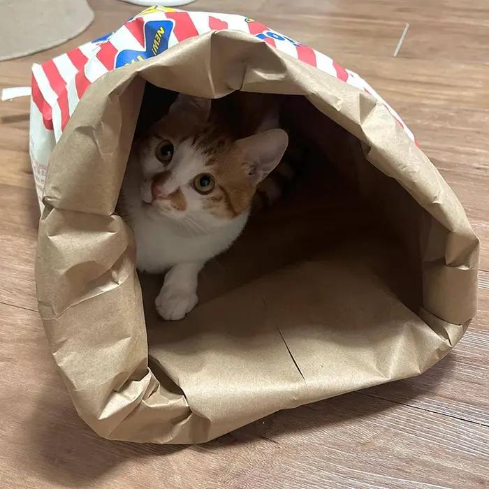 Jouet à mâcher sonore en forme de sac de pop-corn pour chien et chat divertissant et relaxant pour occasions spéciales