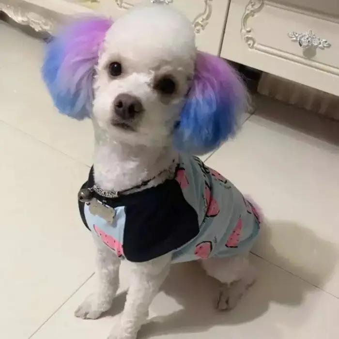 Crème de teinture pour animaux de compagnie semi-permanente haute pigmentation pour chiens et chats avec des couleurs vibrantes et lumineuses pour les sorties et cadeaux personnalisés