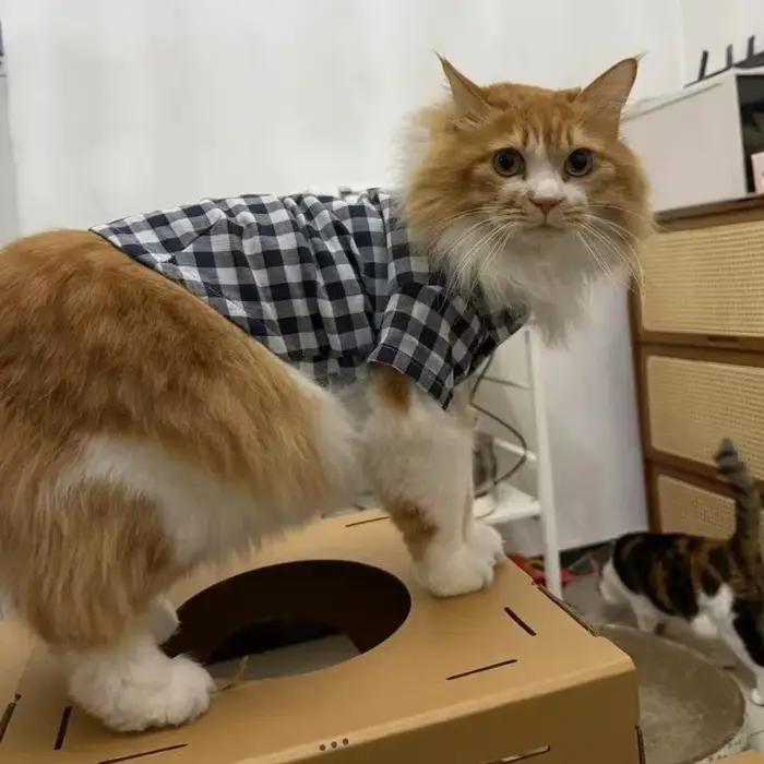 Décoration pour animaux de compagnie confortable Ins chemises à carreaux vêtements