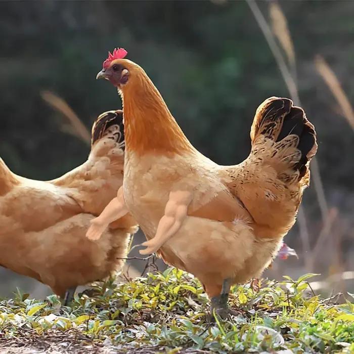 Bras de Musculation Artificiel Jetable pour Pigeon Poule