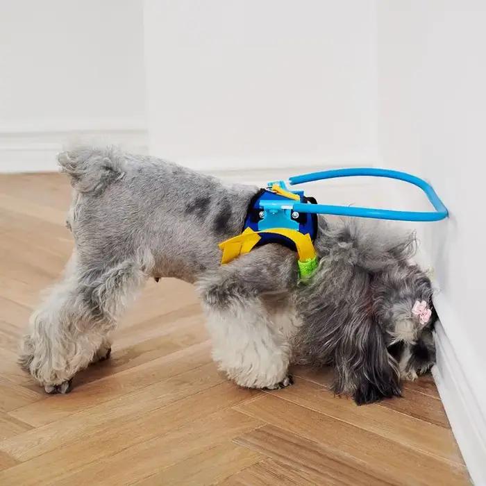 Harnais circulaire Anti-Collision réglable pour chien aveugle