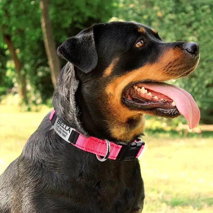 Colliers de chien réfléchissants personnalisés gravés