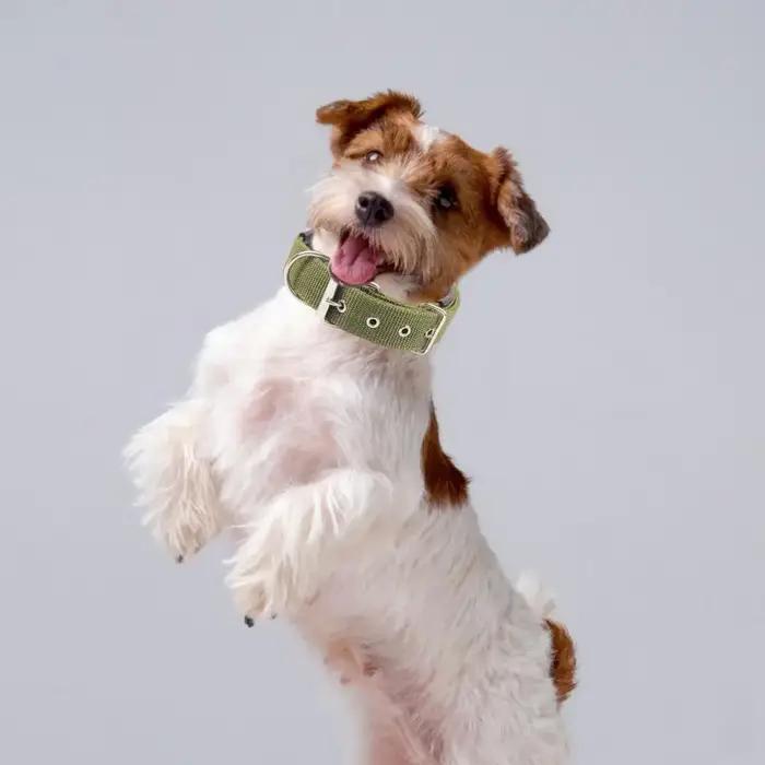 Collier de chien réglable en nylon avec anneau de traction