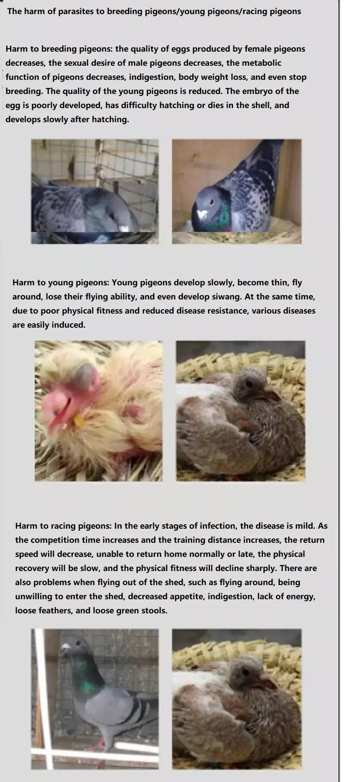 Pigeon Dewormer - Sûr et efficace pour la santé des pigeons