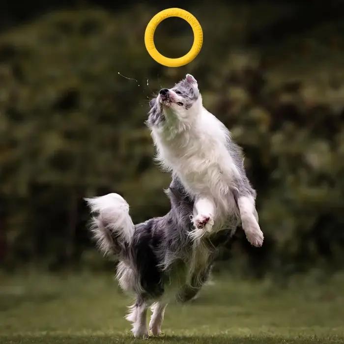 Disque volant pour chien en EVA