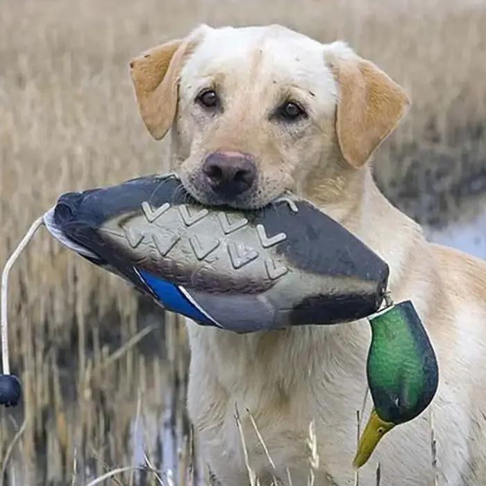 Leurre de simulation de canard colvert pour l'entraînement des chiens