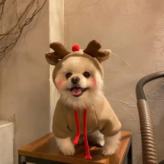 Cosplay Costume pour animaux de compagnie chien à capuche petit