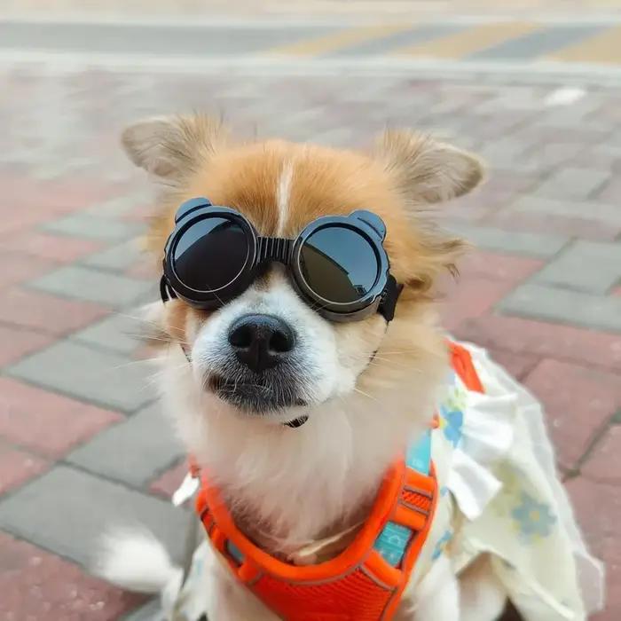 Lunettes de soleil pour animaux de compagnie