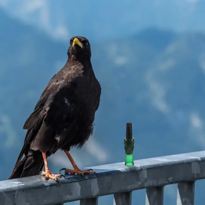Appeau corbeau portable - Sifflet attracteur naturel pour observation faune et chasse aux corvidés légère