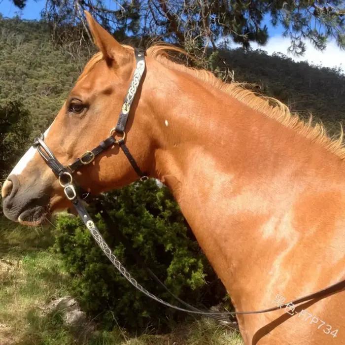 Bridon et Licol en Cuir PU avec Boucle Métallique pour Protéger la Peau du Cheval