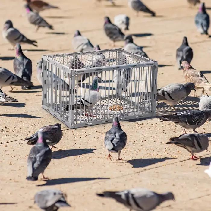 Piège à cage automatique robuste pour pigeons