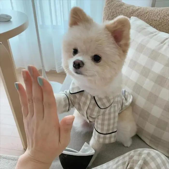 Décoration pour animaux de compagnie confortable Ins chemises à carreaux vêtements