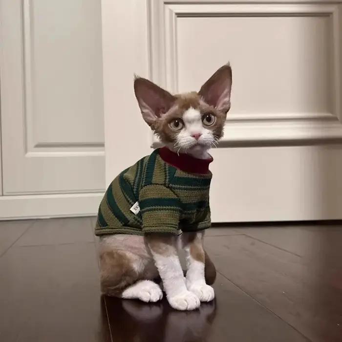 Adorable gilet rayé vert pour petits chiens et chats
