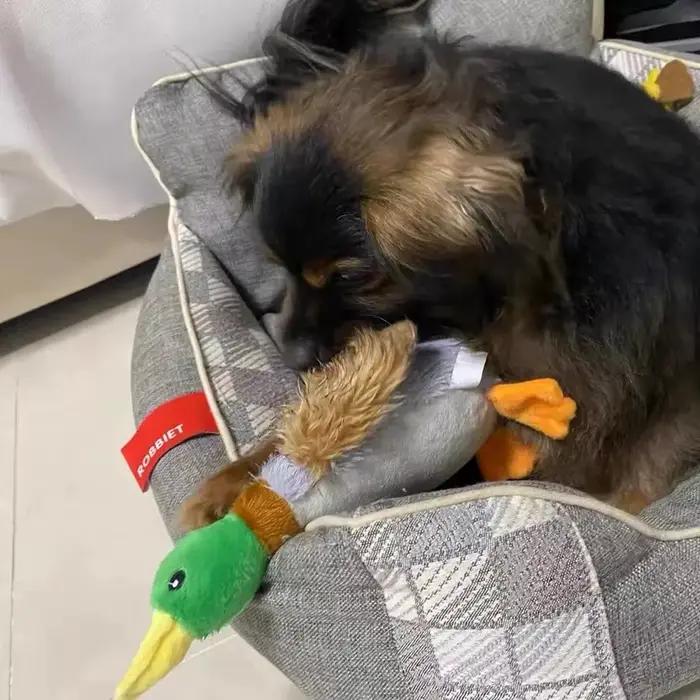 Jouets de couine de canard en peluche pour chiens