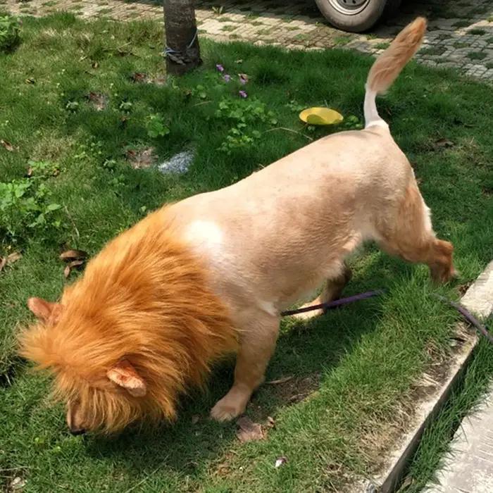 Vêtements de Cosplay pour chiens de compagnie