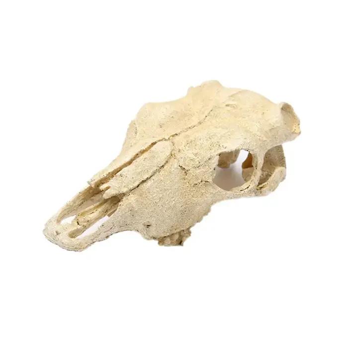 Modèle de crâne d'animal en résine