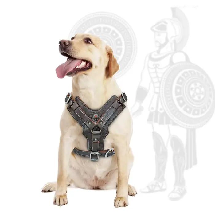 Harnais en cuir véritable Didog pour chiens de grande taille harnais de base avec poignée de contrôle rapide pour labrador pitbull toutes saisons confort sécurité et style