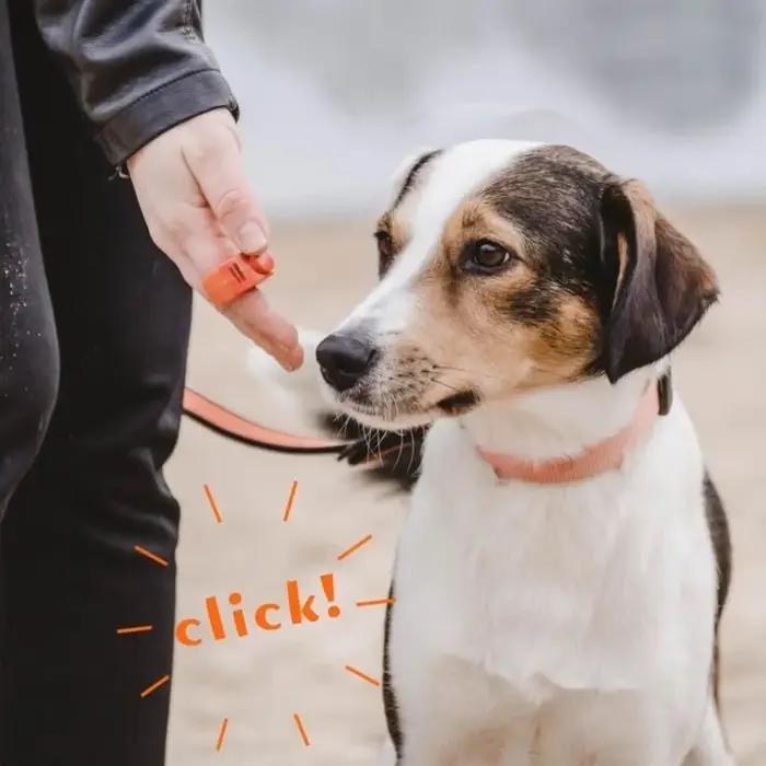 Cliqueur d'entraînement portable pour animaux de compagnie, sonnerie sonore, sans piles, pour dressage canin, professionnel, pour l'entraînement des animaux