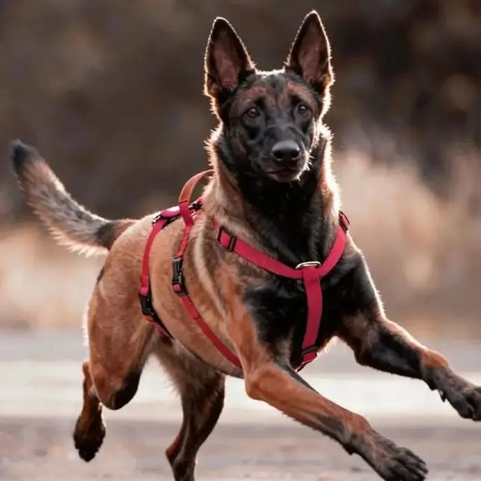 Harnais gilet d'entraînement réglable pour chien