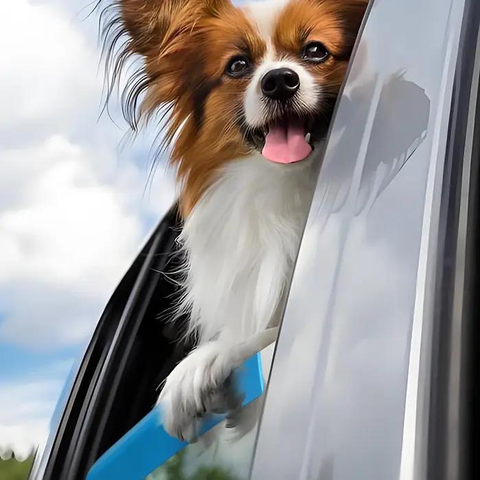 Coussin de fenêtre de voiture en mousse pour chien