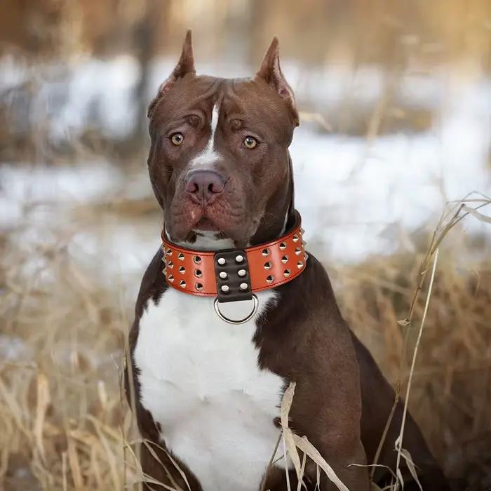 Collier large en cuir véritable clouté à pointes pour grands chiens