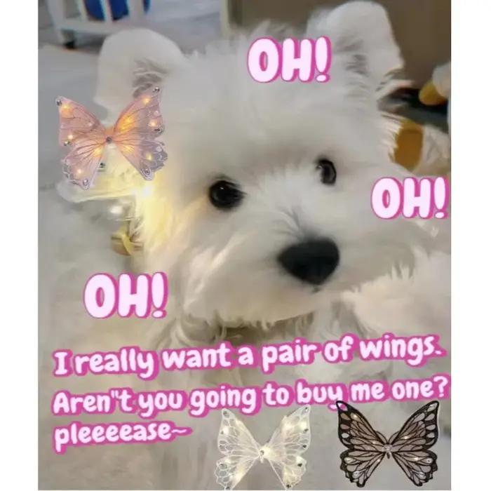 Ailes de chien papillon plonger oyantes