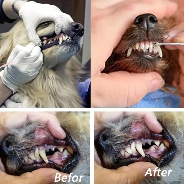 Nettoyeur de dents de chien de compagnie