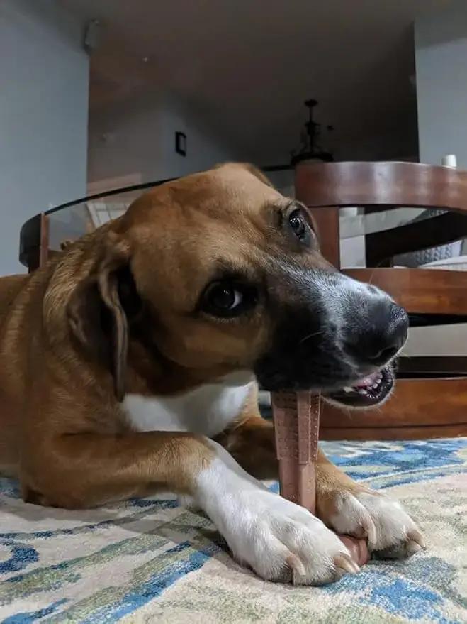 Jouets à mâcher durables pour chiens
