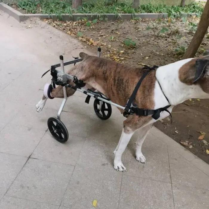 Fauteuil roulant pour chien acier inoxydable aide à la rééducation mobilité paralysie spondylite occasions spéciales