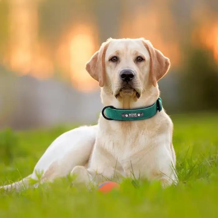 Nom de texte personnalisé collier de chien en cuir étiquettes d'identification de nom