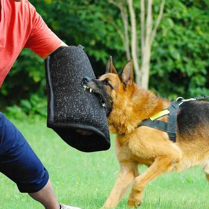 Outil de morsure d'entraînement pour animaux de compagnie