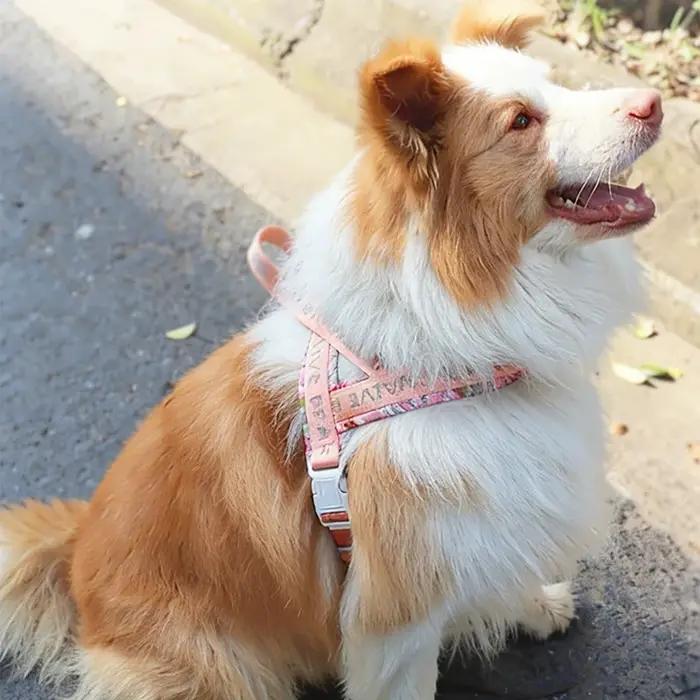Harnais pour chien sans traction