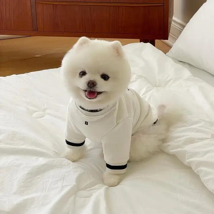 Vêtements chauds d'hiver pour chiens de compagnie