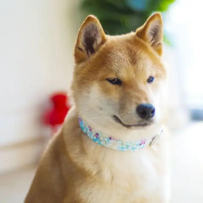 Colliers pour animaux de compagnie avec motif bronzé de style japonais pour chats et chiens de petite et moyenne taille élégants à offrir pour occasions spéciales