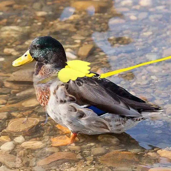 Laisse de canard à ailes mignonnes