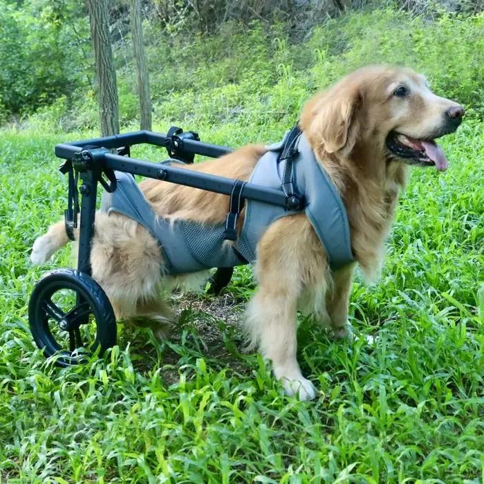 Chariot de rééducation XMSJ pour grands chiens aide à la mobilité et réadaptation assistance quotidienne pour chiens grandes races