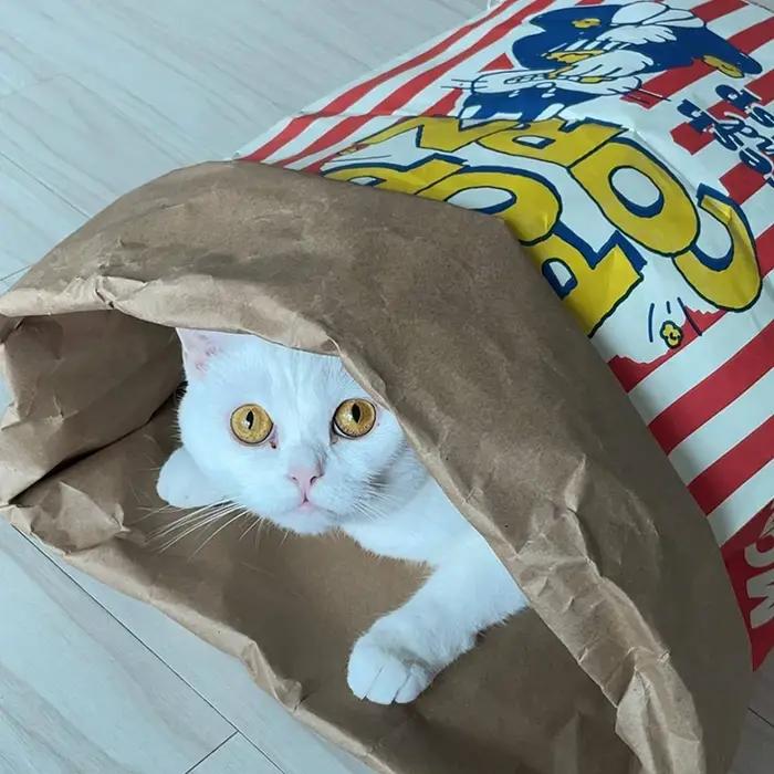 Jouet à mâcher sonore en forme de sac de pop-corn pour chien et chat divertissant et relaxant pour occasions spéciales