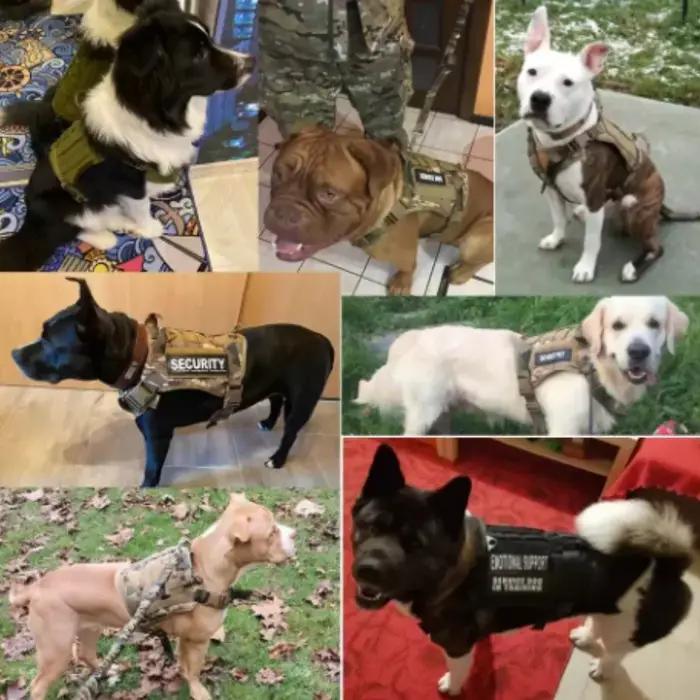 Harnais tactique pour chien