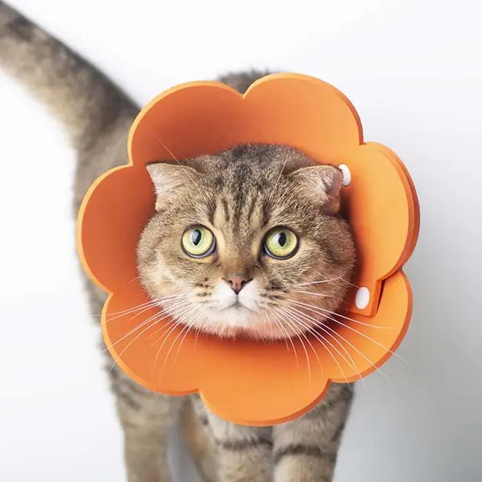 Colliers de protection mignons pour animaux de compagnie avec dentelle et lumières pour chiots occasions spéciales