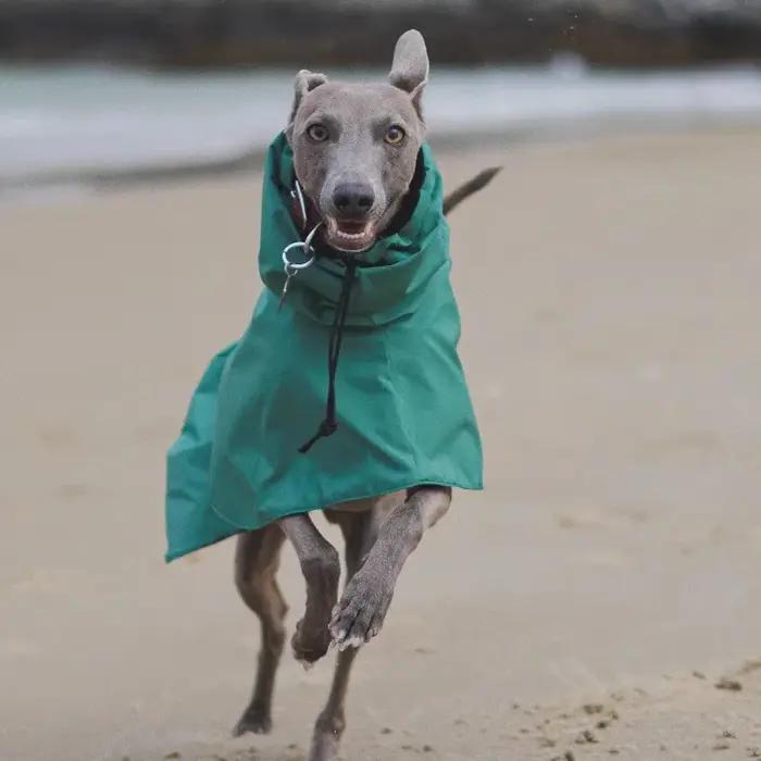 Imperméable imperméable pour chien