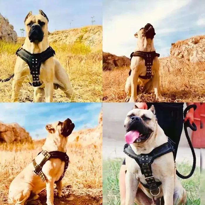 Harnais Durable pour grands chiens