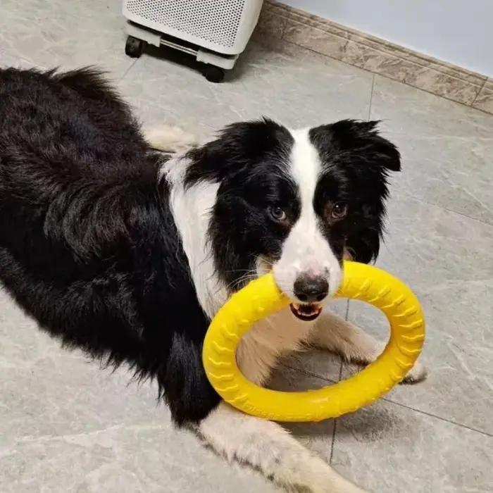 Jouets d'anneau pour chien