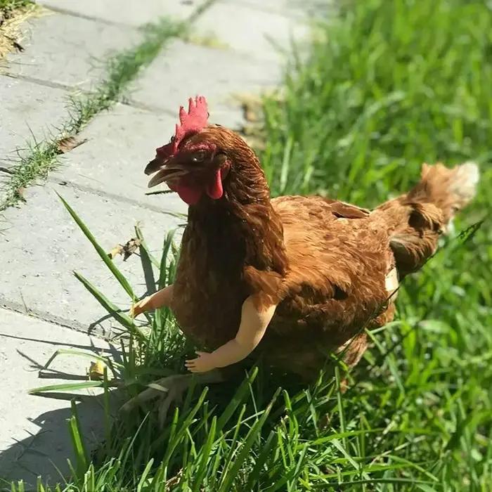 Bras de poulet de combat amusants