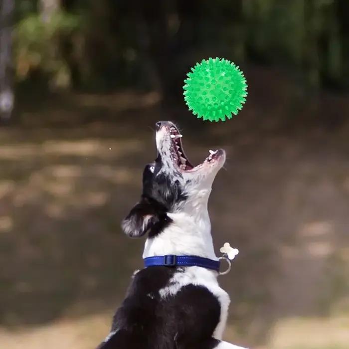 Balle sonore TPR à picots pour animaux de compagnie