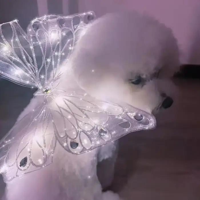Aile de papillon plonger oyante mignonne pour chien