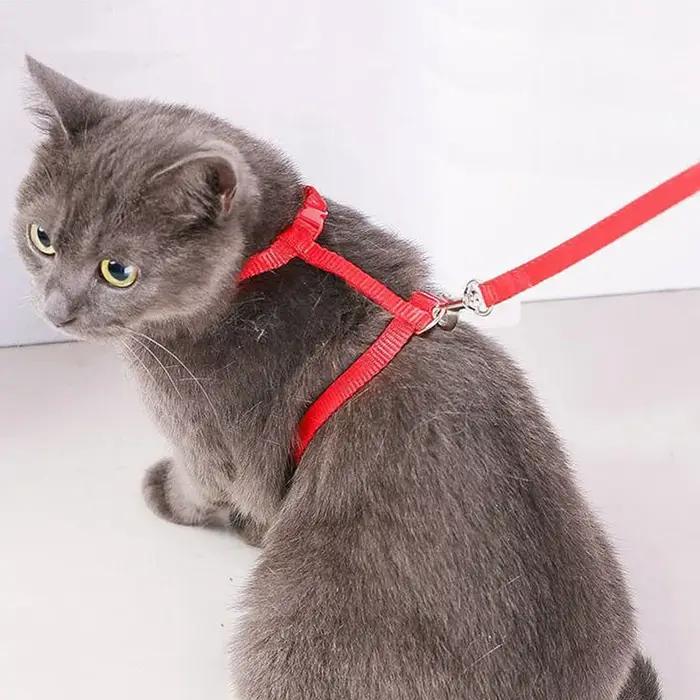 Ensemble harnais et laisse pour chat de compagnie