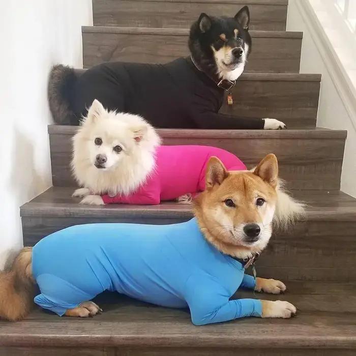 Combinaison de récupération chirurgicale pour chiens après chirurgie body Anti-perte pyjama à manches longues avec jambes pour chiens confort protection convalescence récupération phẫumie