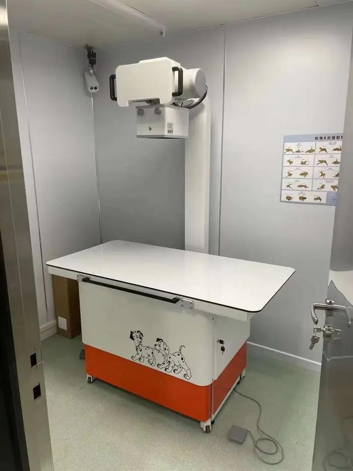 Chien chat animal de compagnie X Ray médical