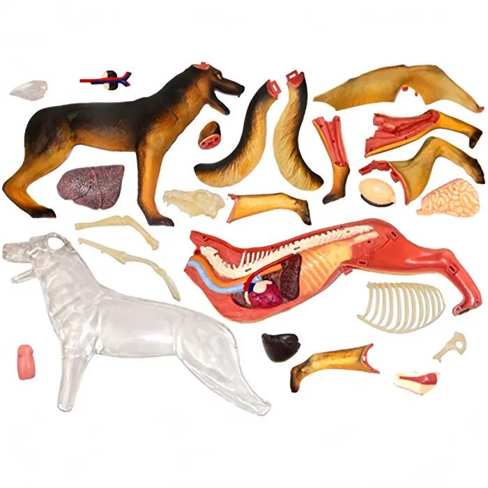 4D MASTER Puzzle assemblage jouet Simulation biologie animale loup chien orgue