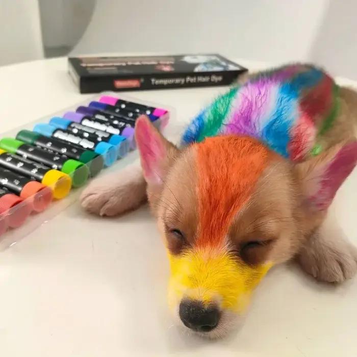 Peinture Temporaire pour Poils d'Animaux Accessoires pour Chiens et Chats Couleurs Élégantes et Sécuritaires Occasions Spéciales